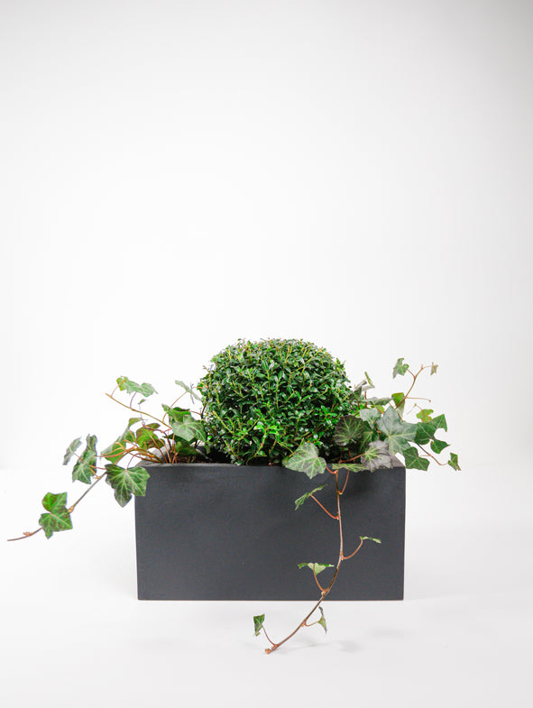 Soto Green - Windowsill - Sunny - Small